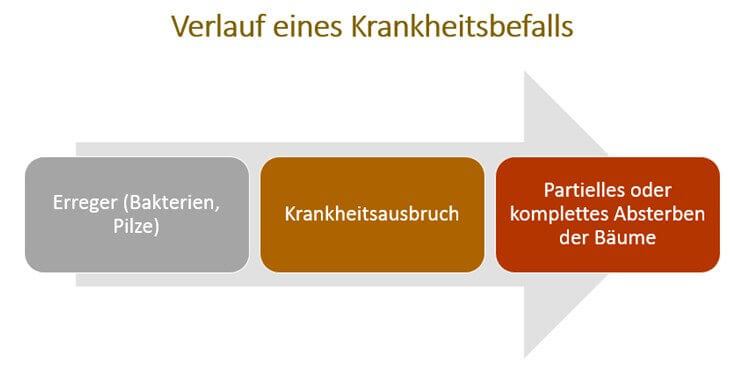 Verlauf Krankheitsbefall bei Bäumen