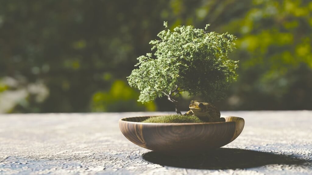 Bonsai-Baum - Japanischer Garten - Zen Garten