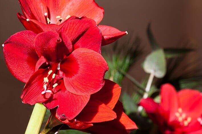 Amaryllis