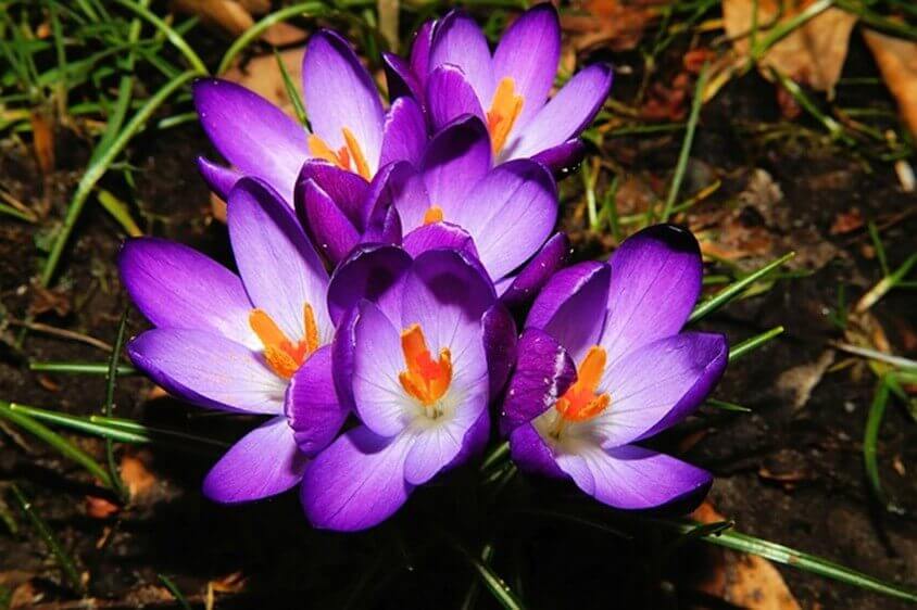 Krokusse - Blütezeit von März bis Juni, Pflanzzeit - Spätsommer bis spätestens Herbst