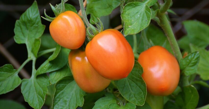 Tomaten im Garten anpflanzen